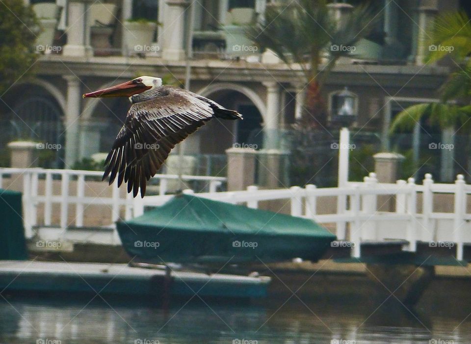 Pelican fly by