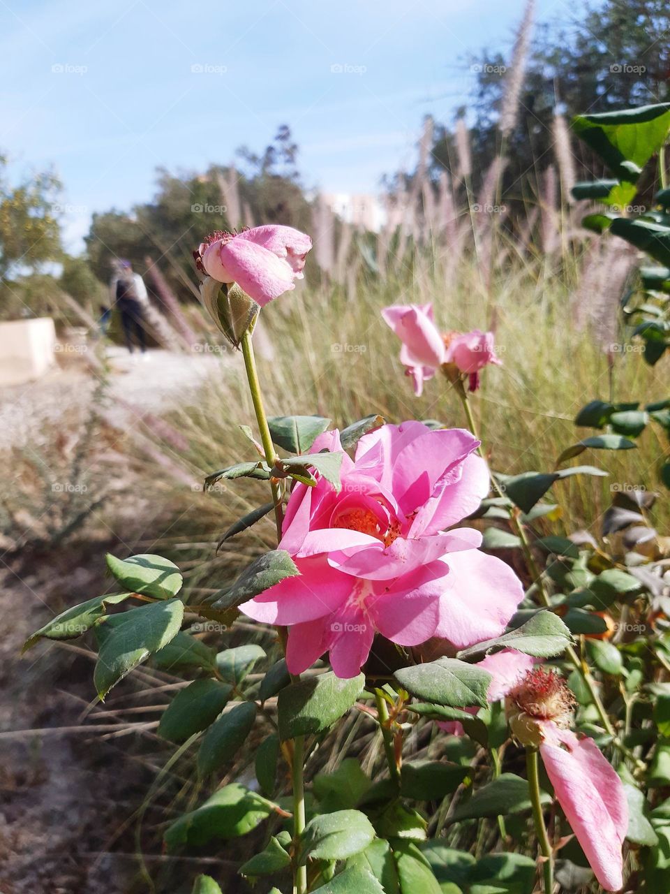 The "Wadda Ghozia" (or "Woda Ghozia") is a term that typically refers to a unique or specific concept in some cultures or dialects. However, I am not familiar with the exact context or meaning in this instance. Could you provide more details