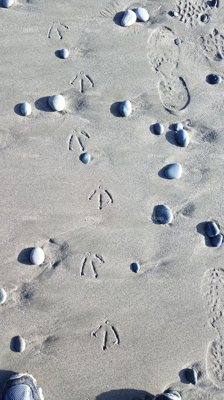 seagull footprints