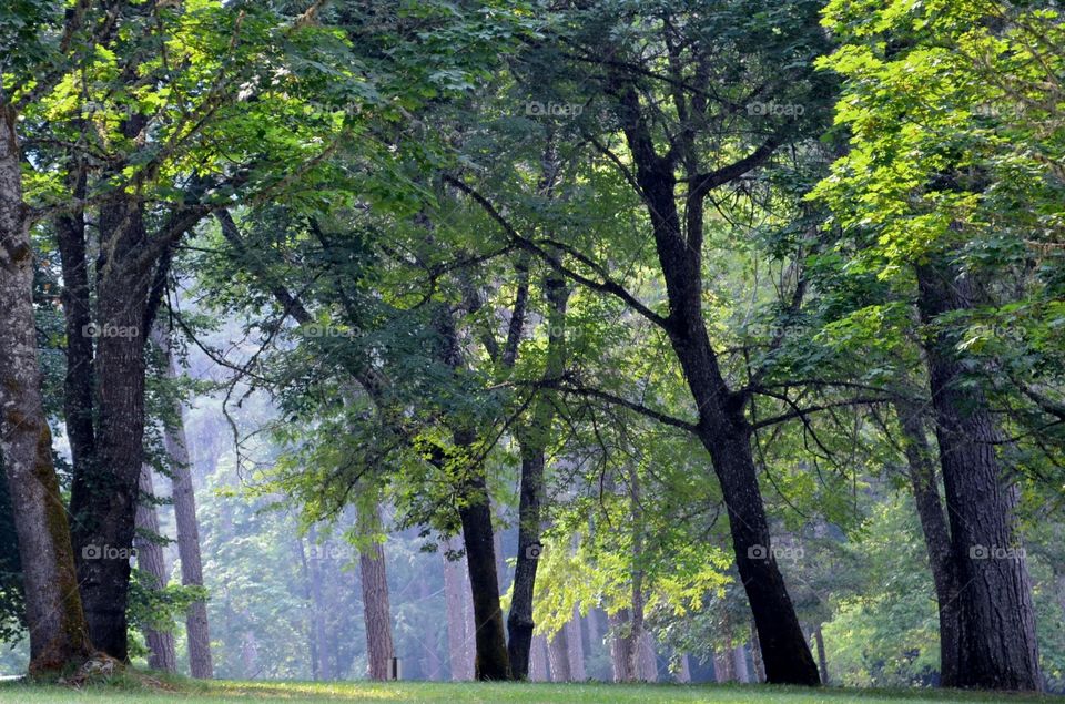 Trees in foggy weather