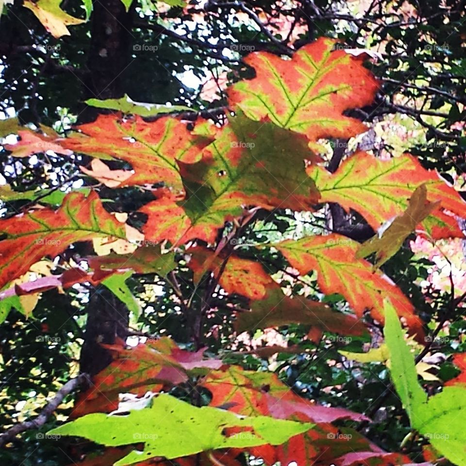 Colorful Autumn Leaves