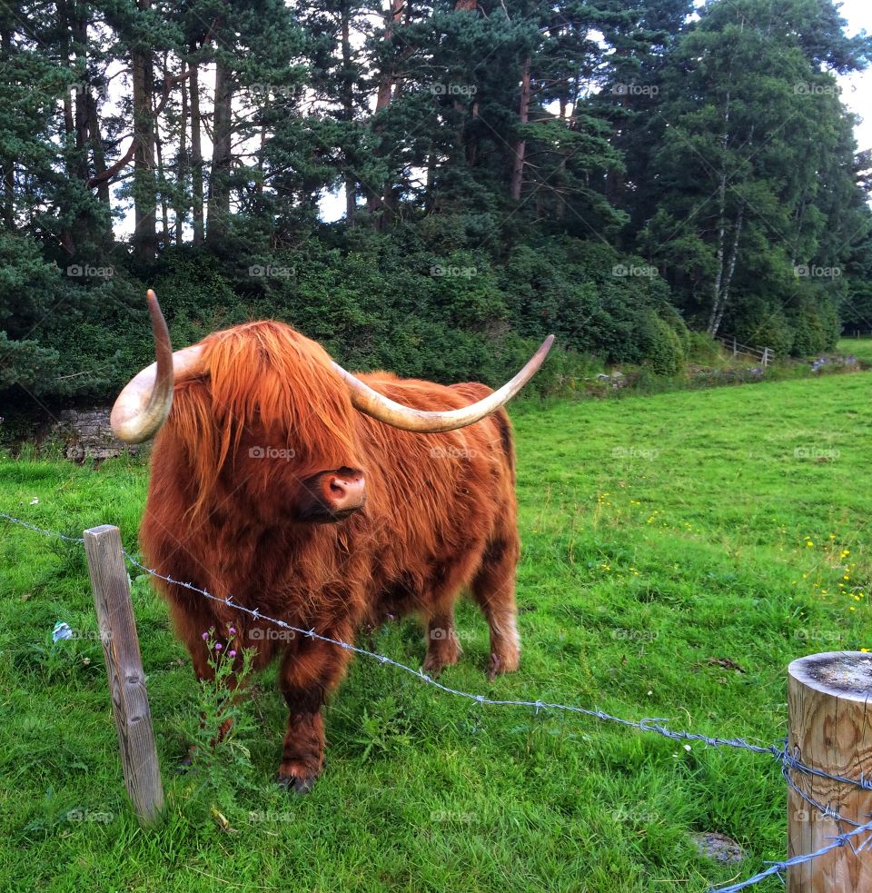 Highland Cow in Scotland