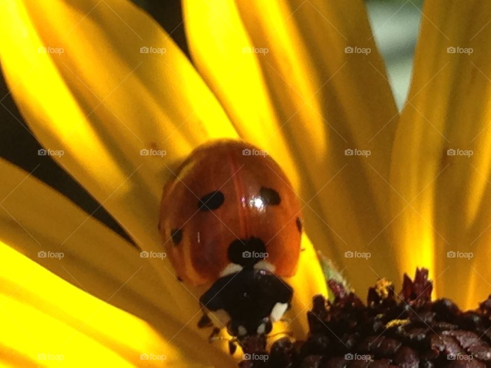 Ladybug in blackeye Susan 