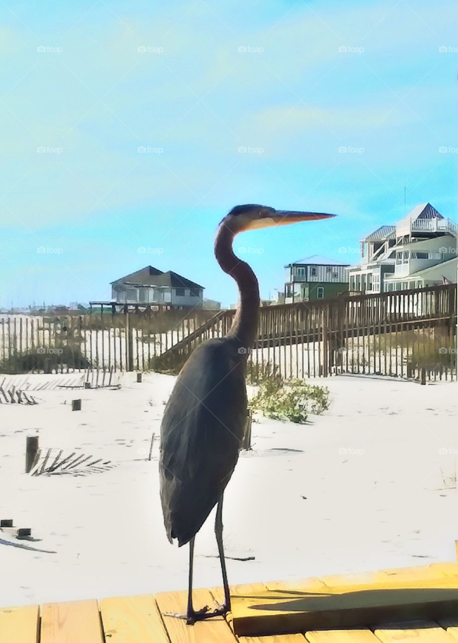 a beautiful large bird up close standing on a boardwalk leading down into the sandy seashore