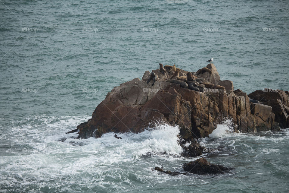 wild sea lions