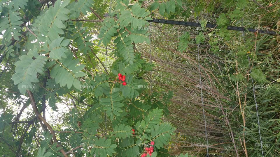 Fall berries