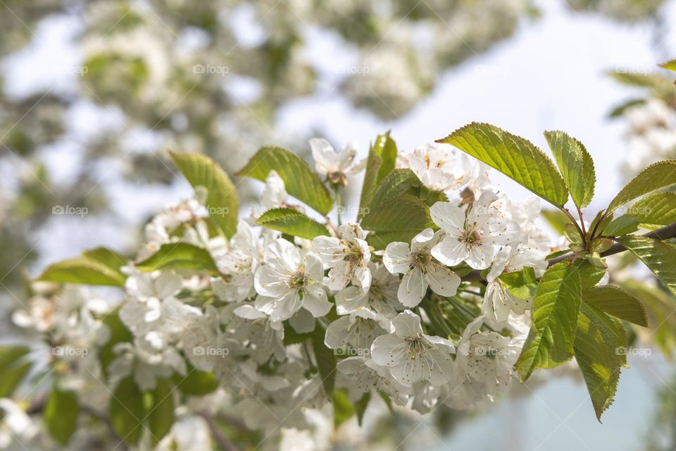 White cherry blossoms