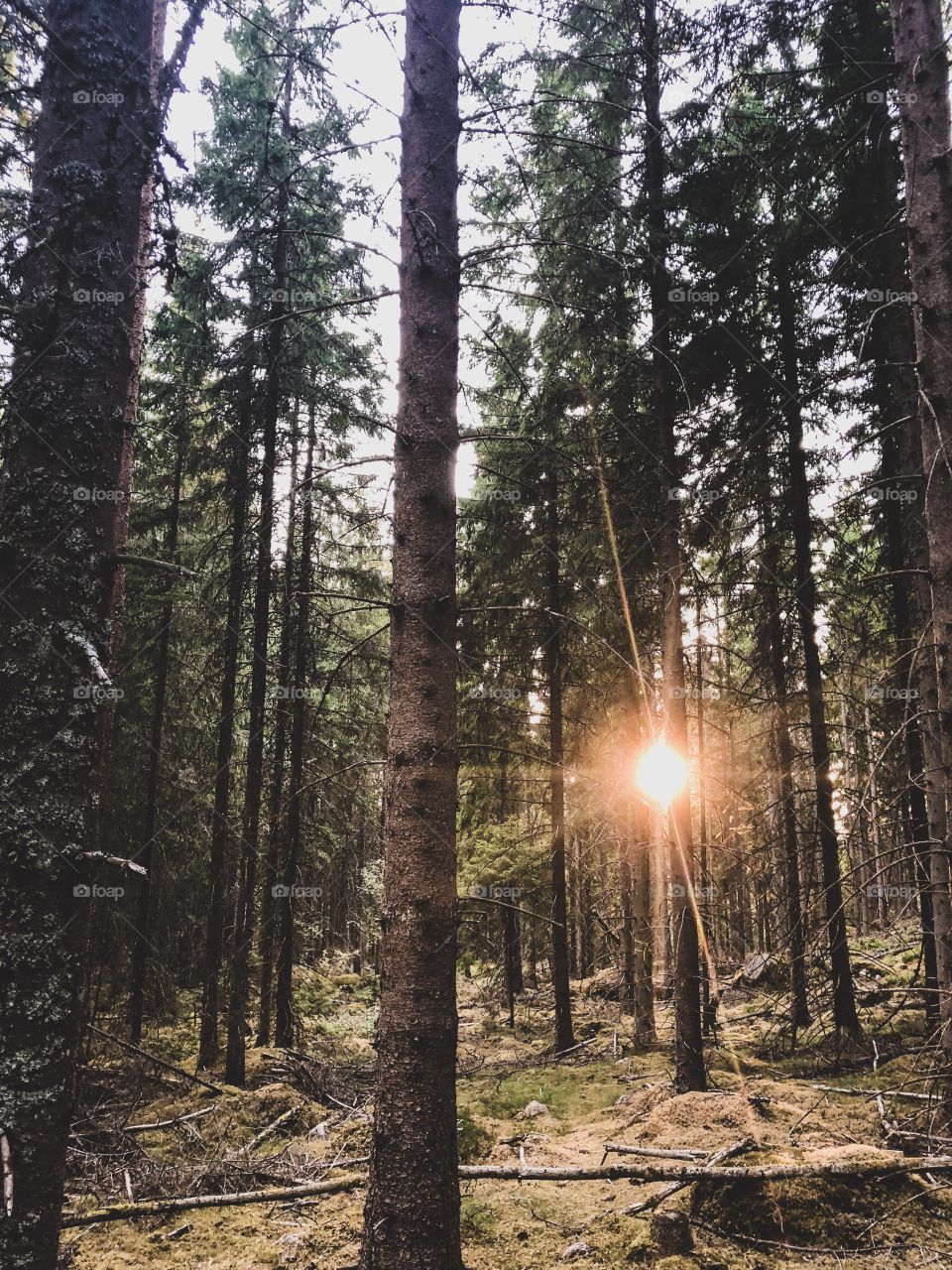 Beautiful sunset among trees