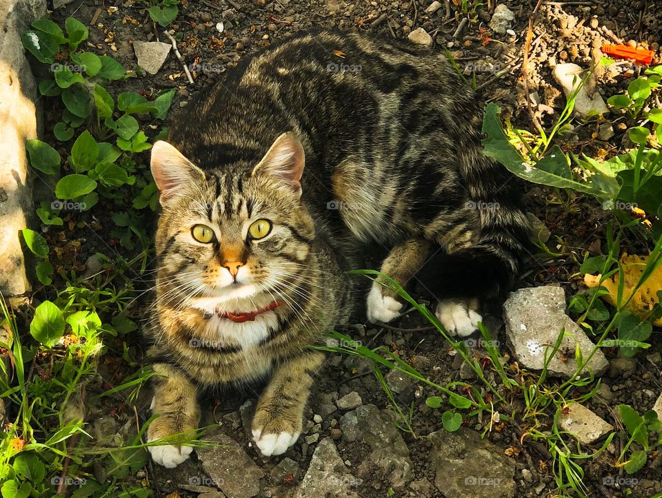 Cat in the garden 