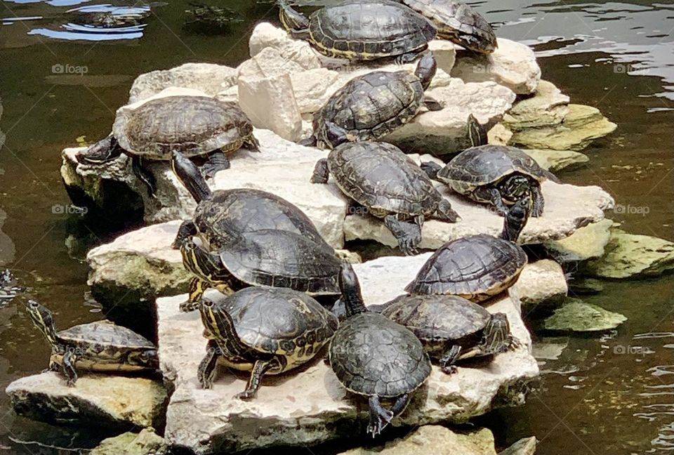 Sunbathing Turtles 