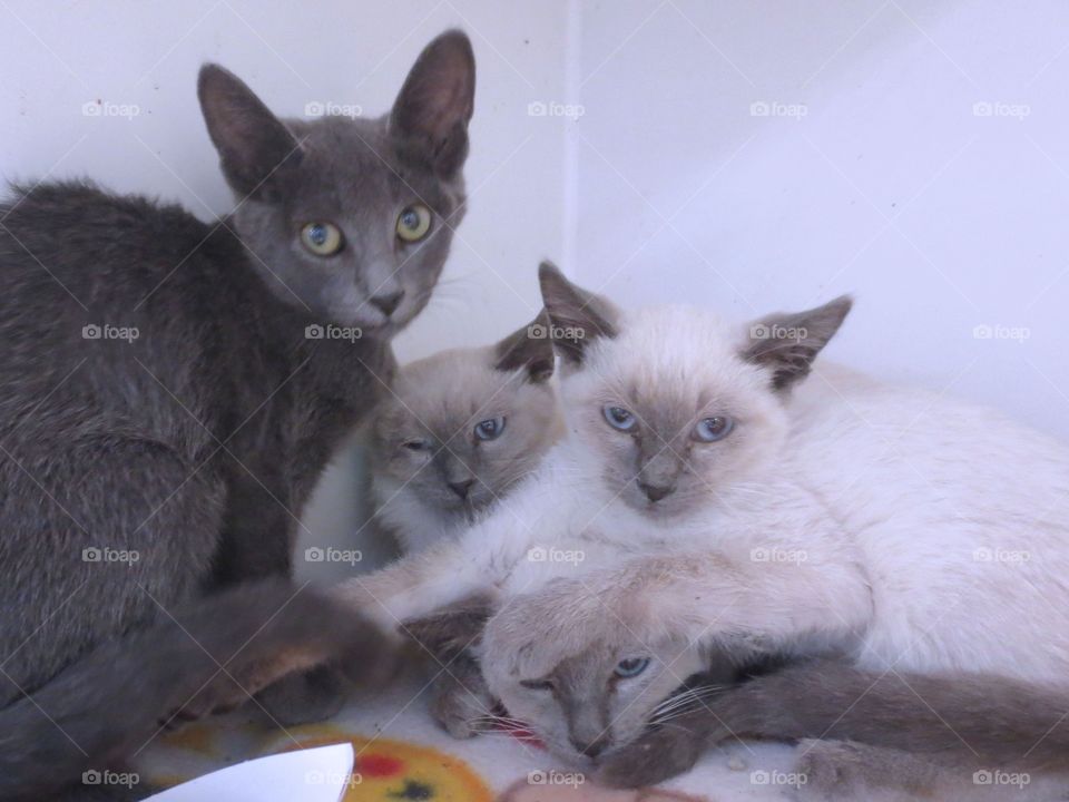Four kittens 