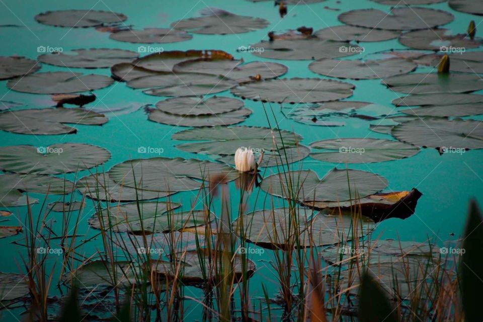 Beautiful pond with white water lily fern and Lily pads