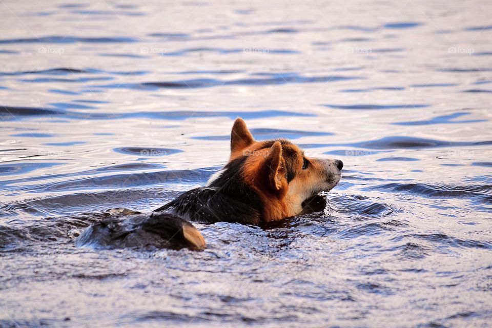 Dog swimming