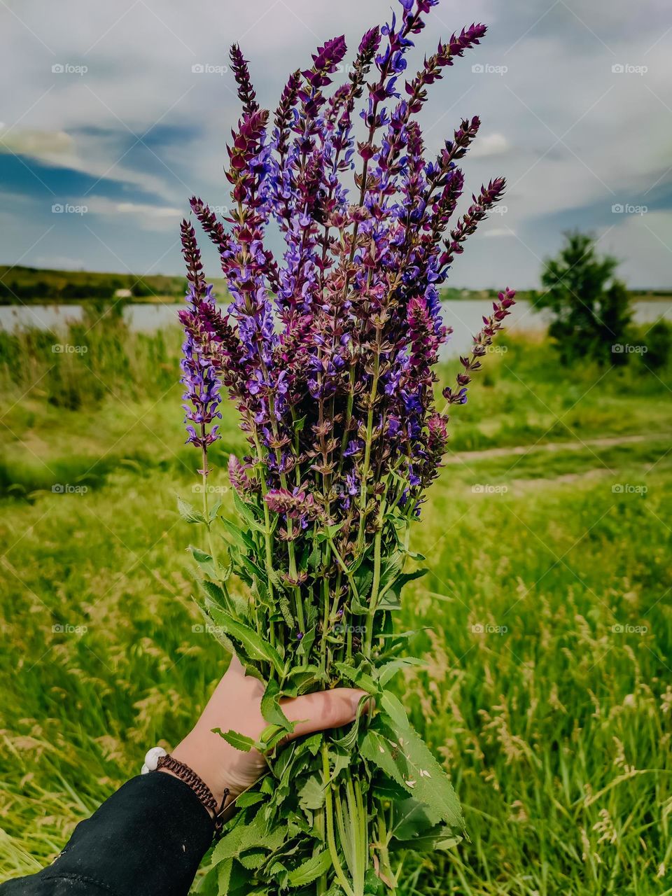 Bouquet of purple flowers wild sage Salvia nemorosa. Medicinal plant picking in the beautiful green meadow near the river in summer. Saturated colours of summer nature. The sage bouquet in the hand