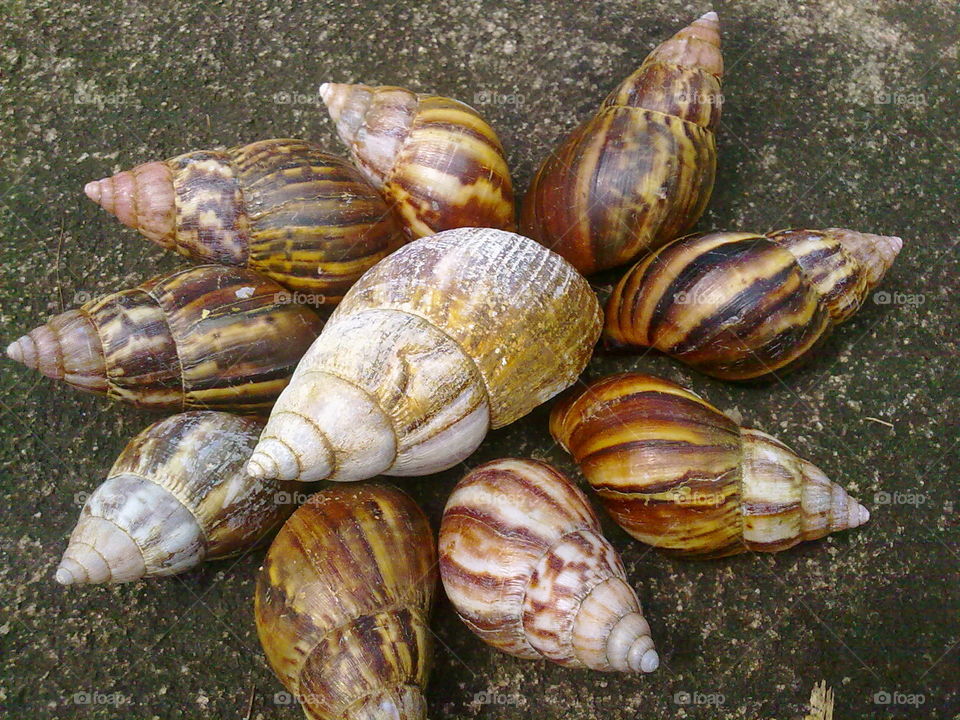 snail pattern