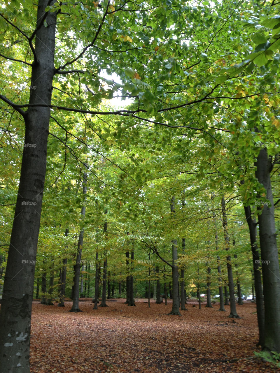 green nature forest forrest by lindajacobi