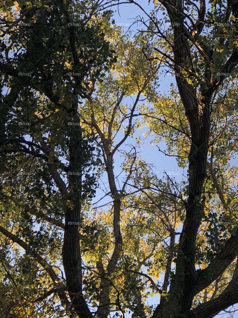 Tree scene