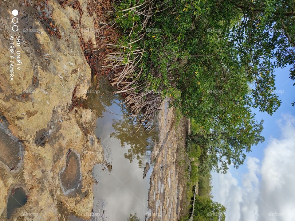 Mangrove 
