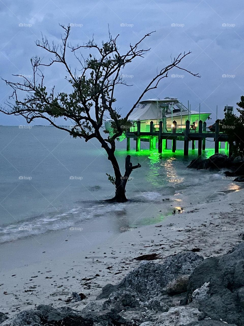Tree on beach and boat 