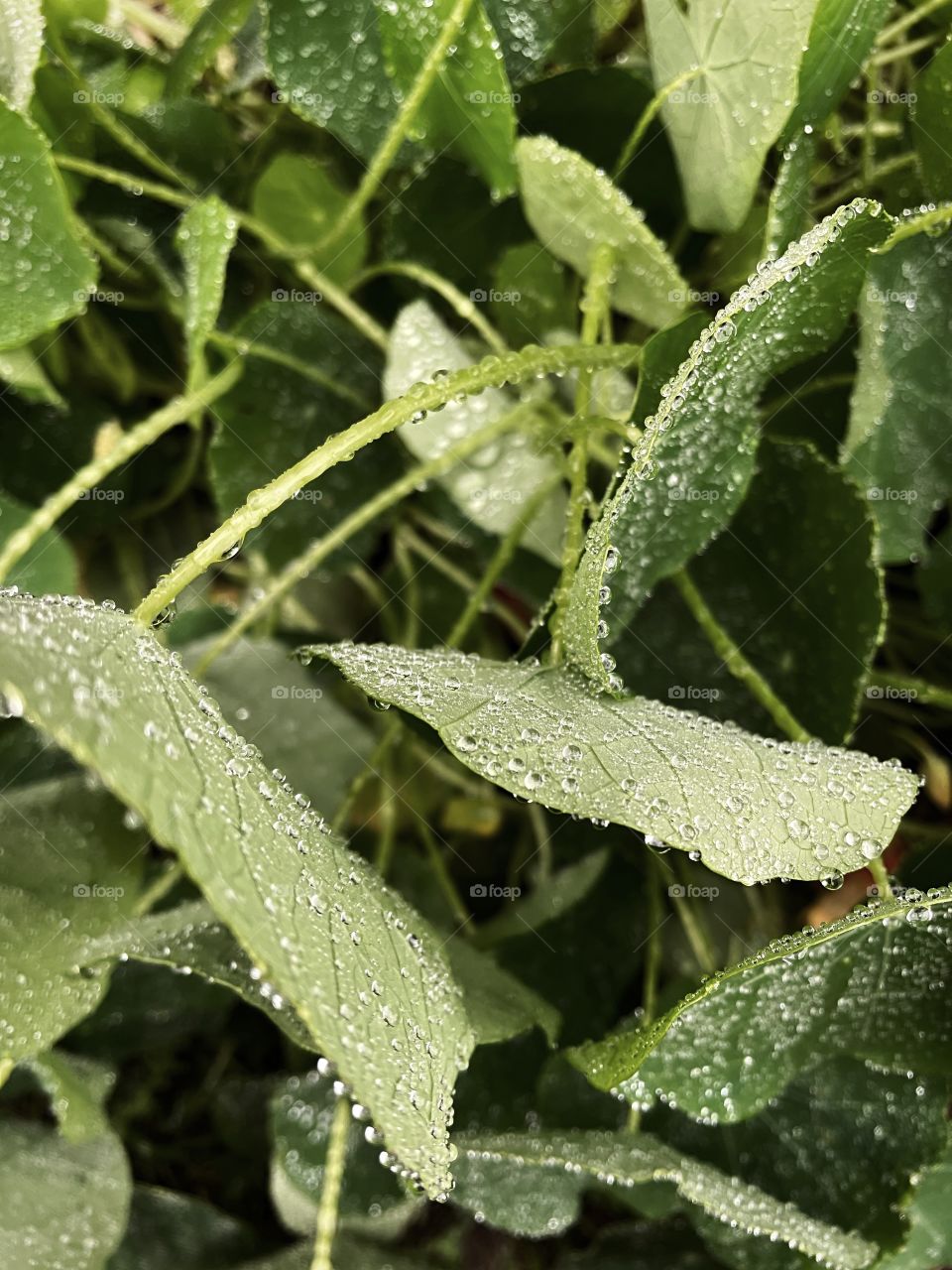 Clover patch covers leaf rainfall green raindrops waterdrops droplets wet water rain drop outside nature outdoors elements dew dewdrops plant plants leafs Grass splashes phone photography