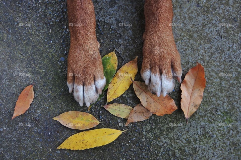 Autumn colors 