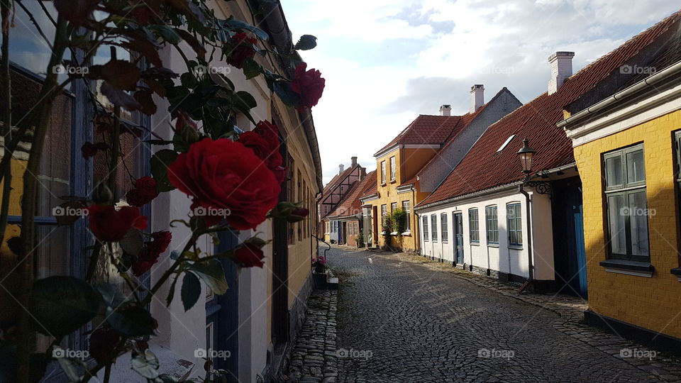 Lovely danish street with a red rose in foreground in Aerøskøbing. Denmark.