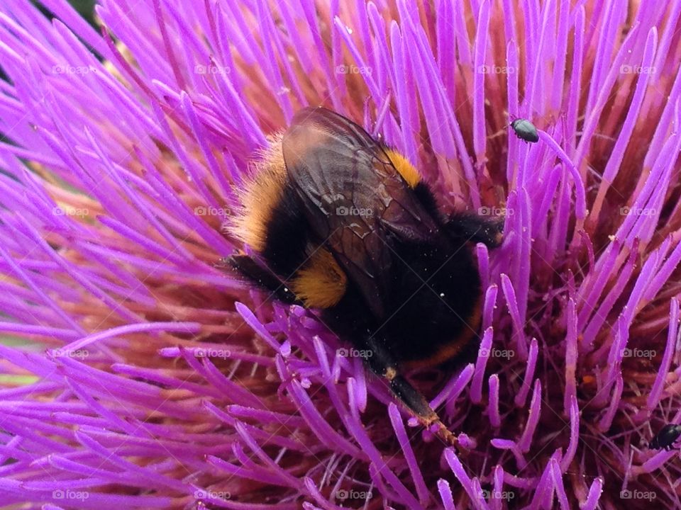 Close-up of bee pollinating flower