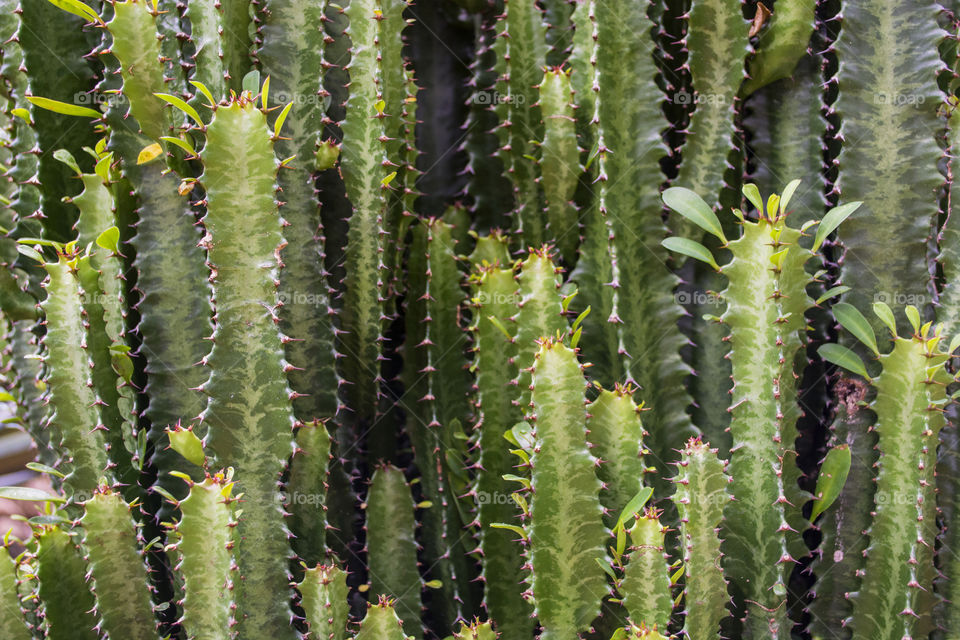 Beautiful cactus