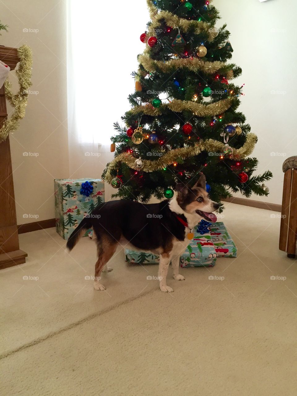 Christmas dog
