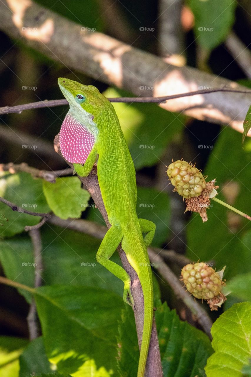 Foap, Flora and Fauna of 2019: A male Carolina Anole is declaring his territory among the blackberries. Yates Mill County Park, Raleigh, North Carolina.