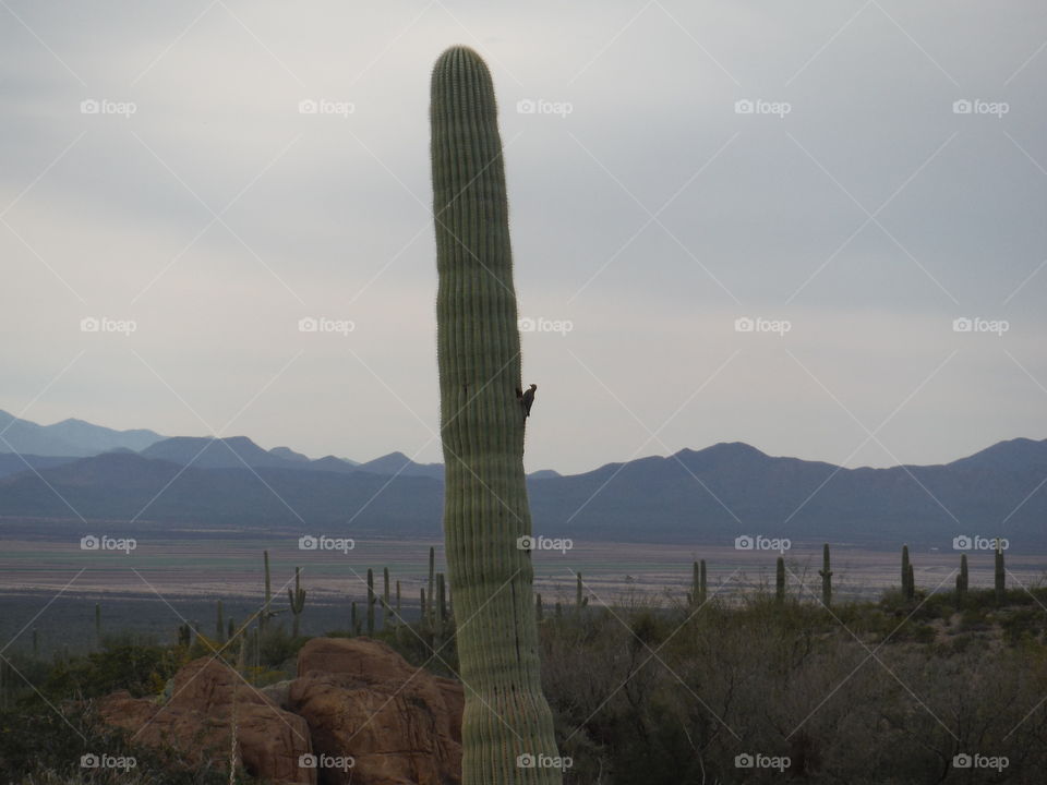 bird on cactus. AZ 2015