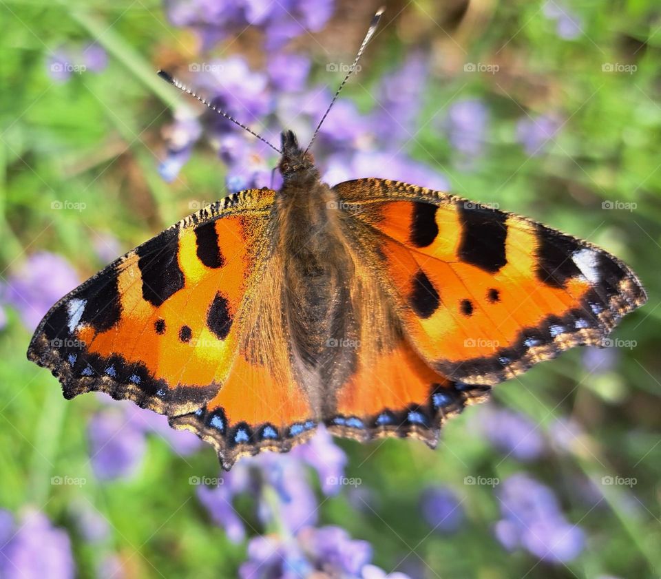 small tortoiseshell butterfly loving the the lavender plant growing in the garden🦋