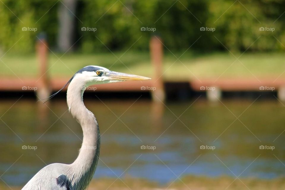 Blue heron