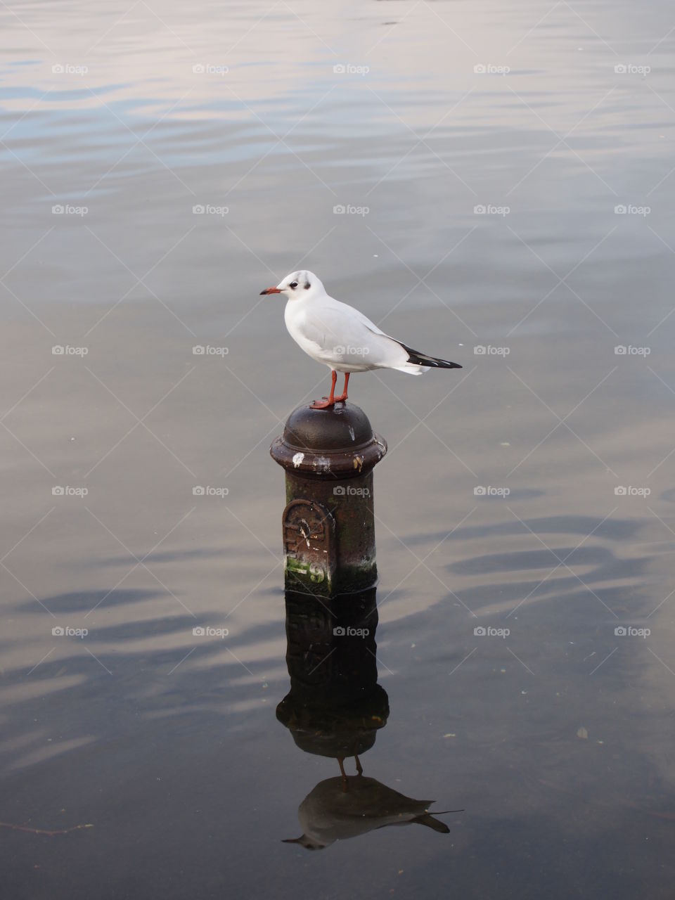 Reflection of seagull in the water