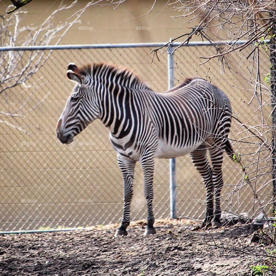 Beautiful zebra 