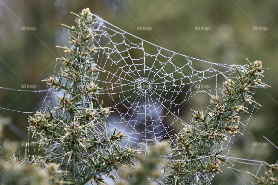 spider web with morning dew