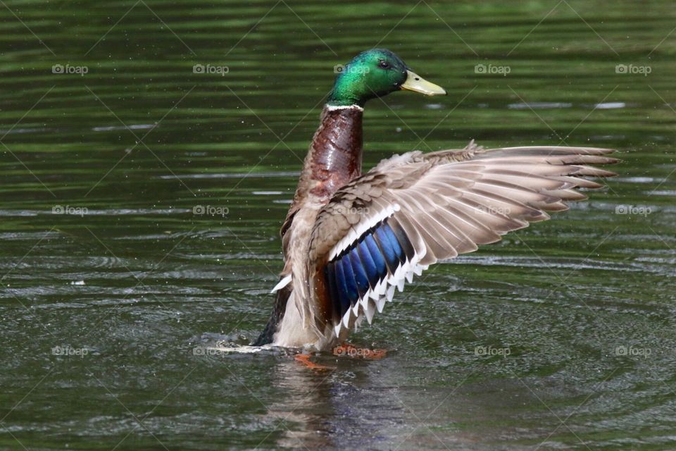 Walking on water