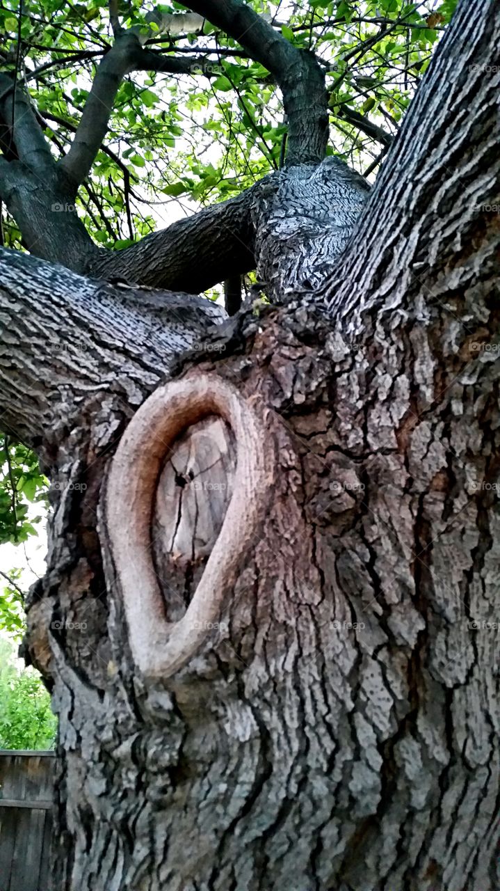 Tree trunk texture. Tree trunk texture at Twilight 