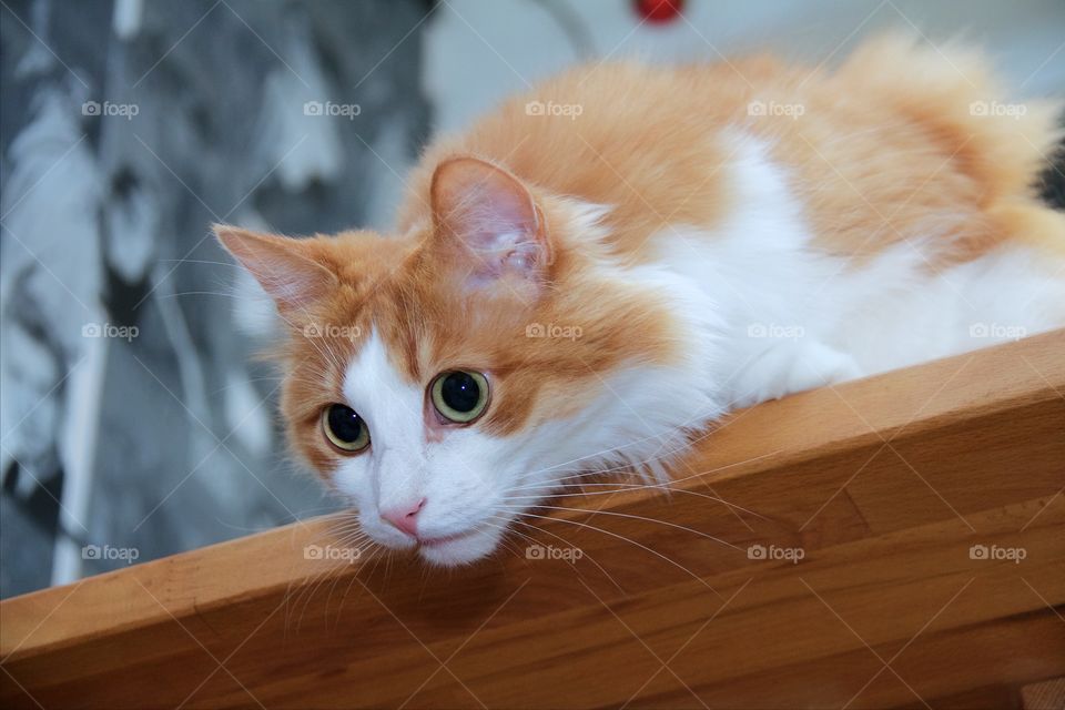 Close-up of Norwegian forest cat