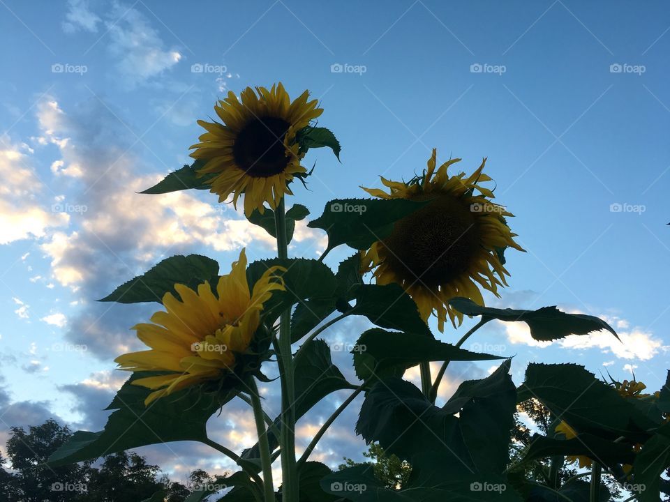 Sunflower