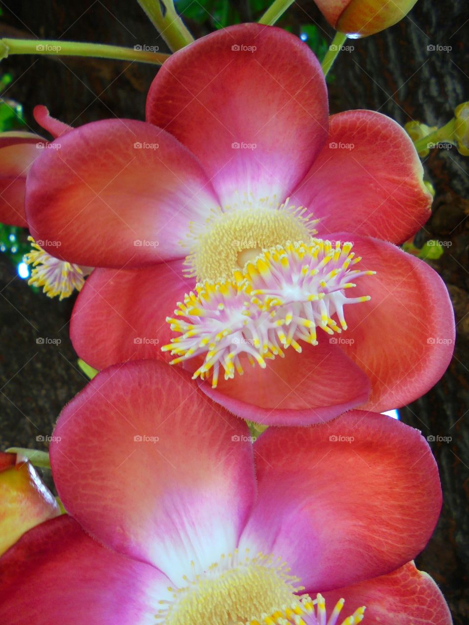 Cannon ball tree flower