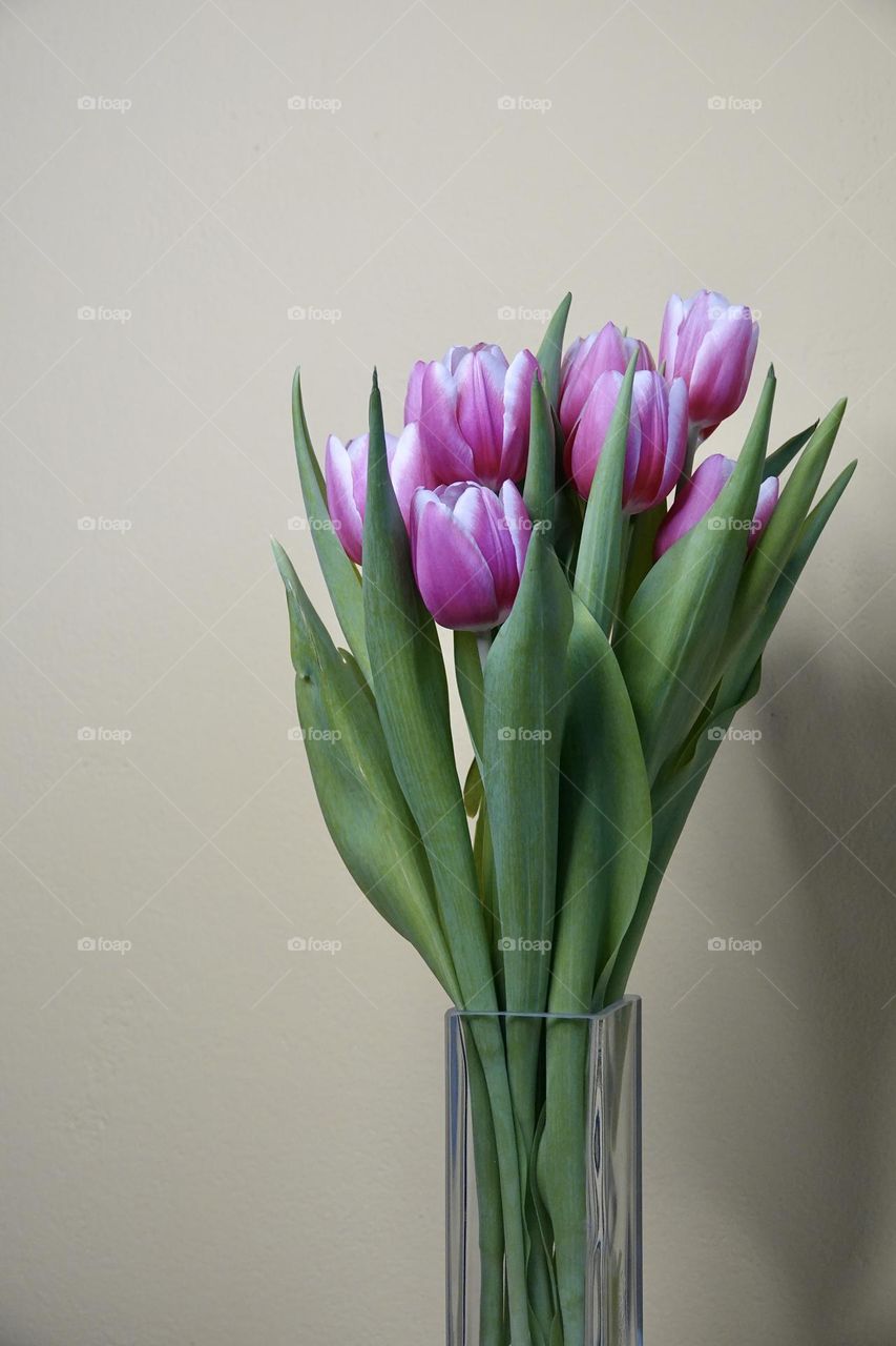Bouquet of violet blooming tulips on yellow background with strong shadow. Romantic concept.