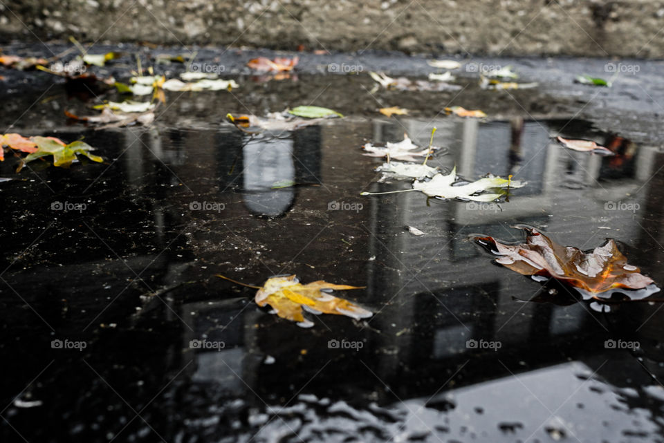 puddle reflections