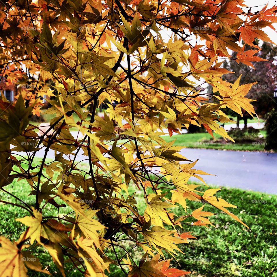 Beautiful maple tree Autumn leaves in oranges yellow and green green grass lawn 