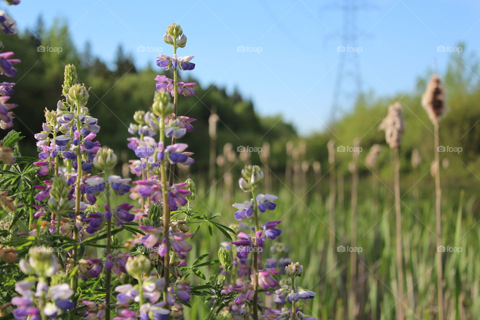 Wild Flowers. In the Tualatin Hills Nature Park,  Beaverton, Oregon. 