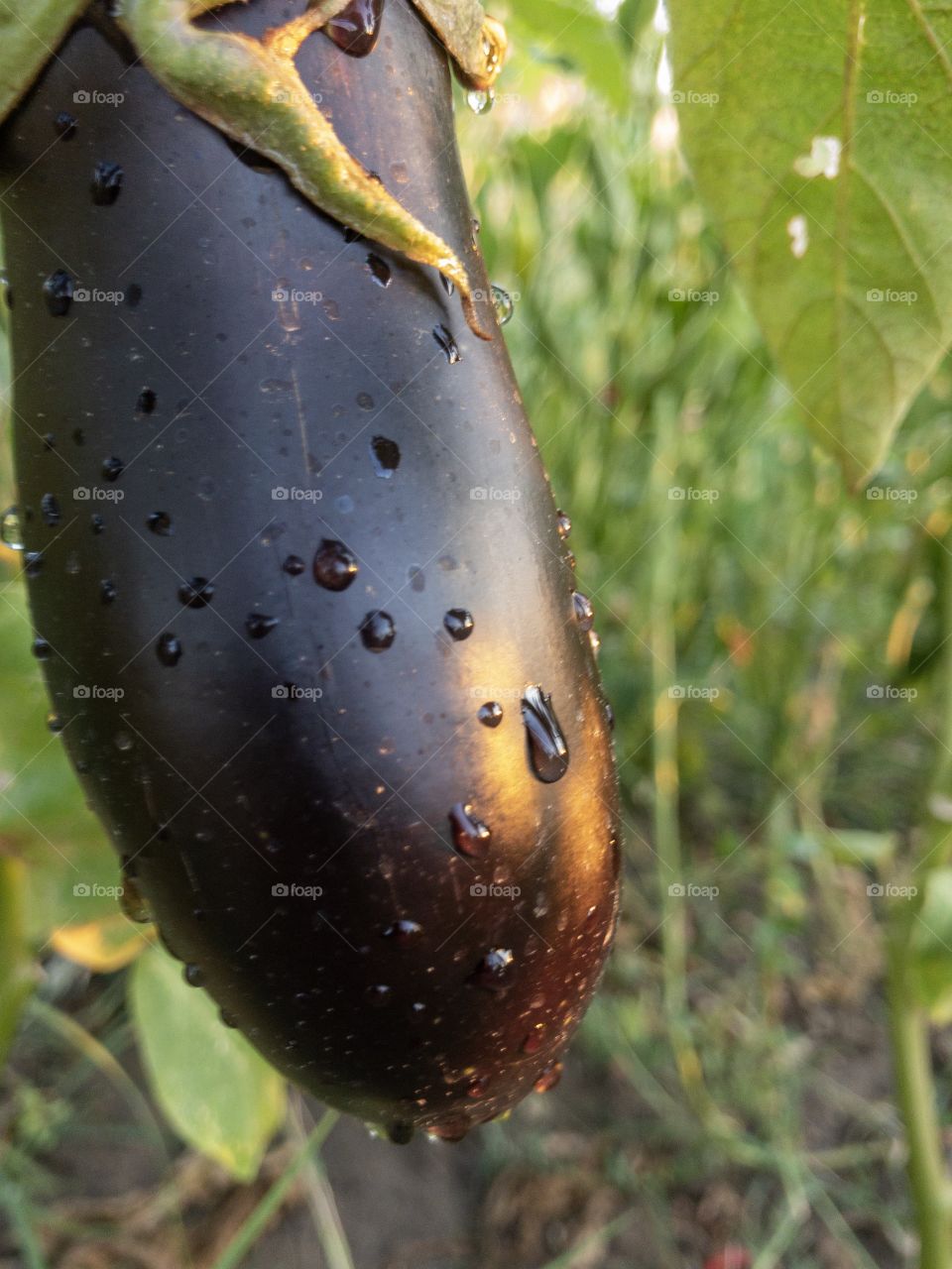 black eggplant in the garden