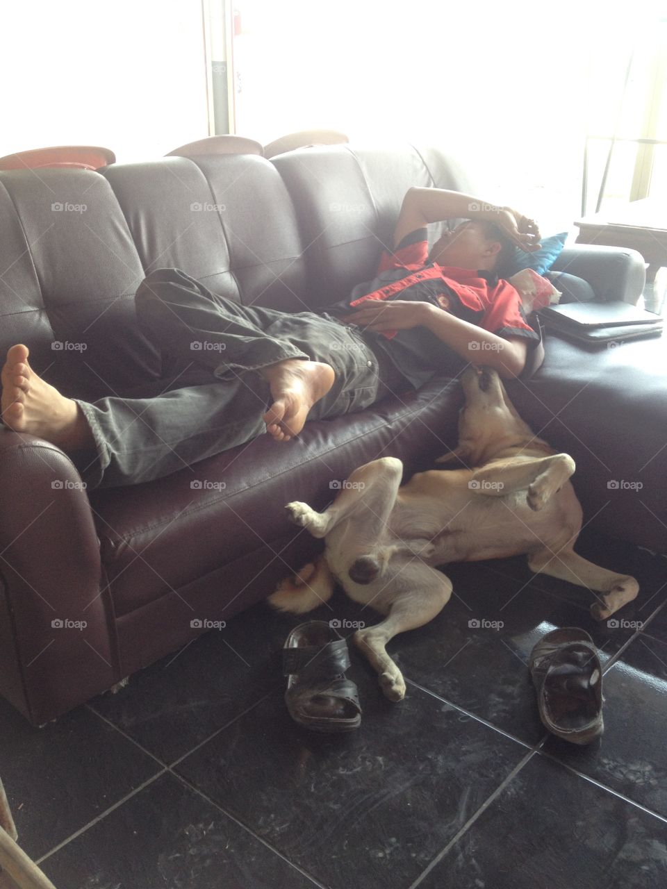 Thai dog sleep with his boss. 