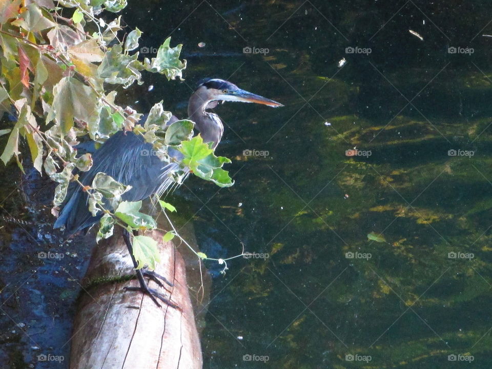 Bird on a water log