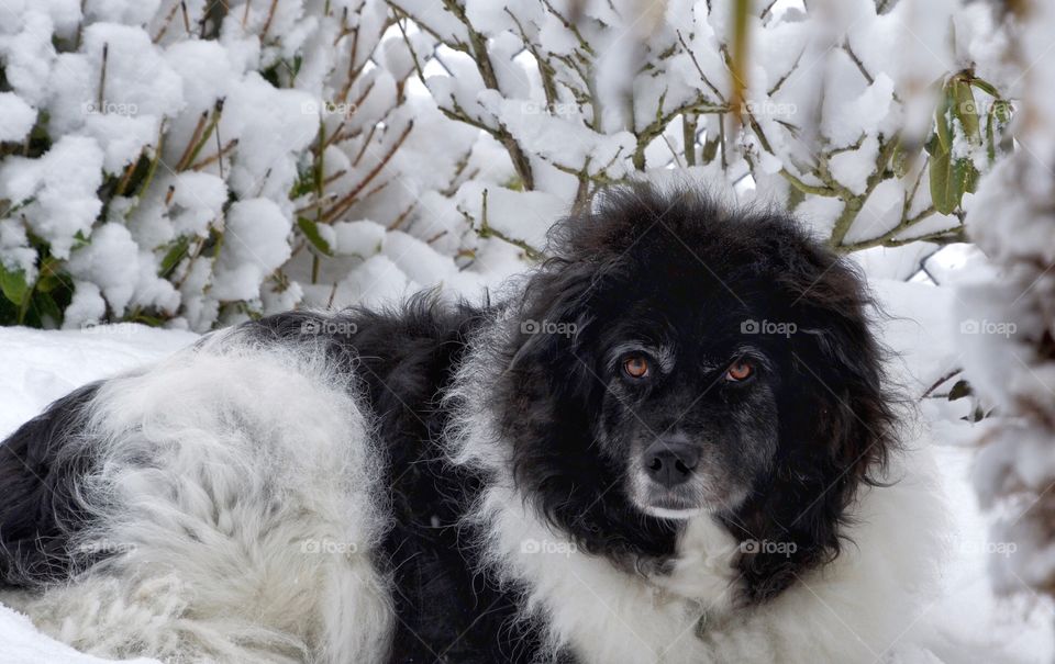 Big dog in the snow