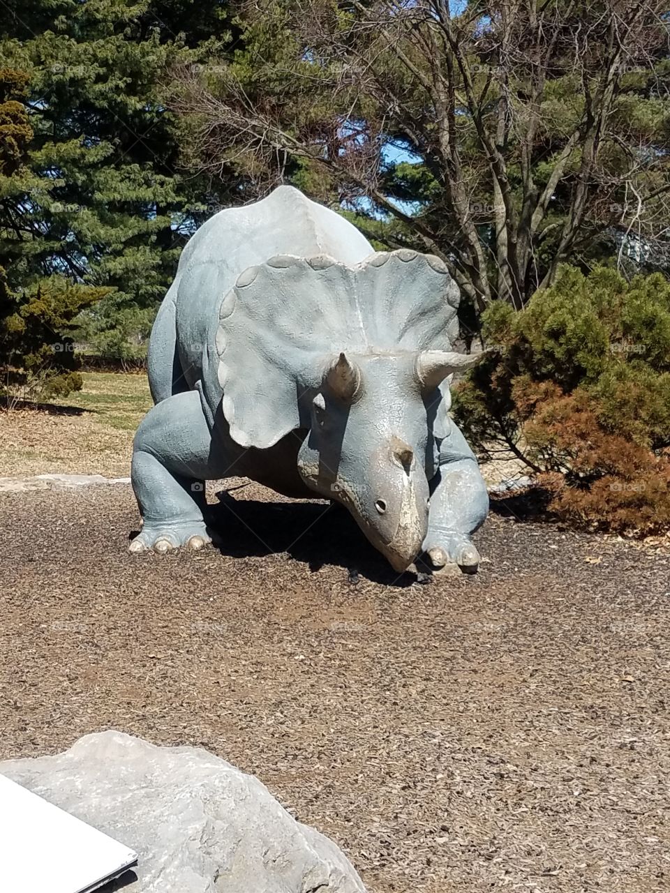 Triceratops Coming